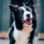 a tall black and white dog during the day